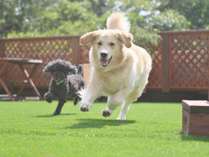 【dog　park　紺碧】ふかふかの人工芝は優しい踏み心地で元気に遊ぶわんちゃんの足元をサポートします