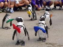 【松江フォーゲルパーク】とってもかわいいペンギンのお散歩タイムです＊
