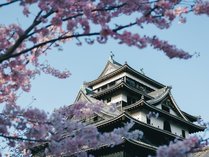 国宝松江城を中心とした、春の松江城山公園では、桜・ツツジ・椿などの花が美しく咲き乱れます。