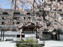 当館前の桜　※例年4月上旬が見頃です