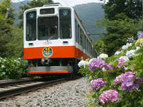 *あじさいと箱根登山鉄道。例年、7月前半まで見ごろが続きます。
