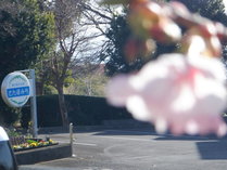 さんぽみちの前の道路　県道１１１号線沿いの小室桜がさきだしました。２０２３年１月９日(2)