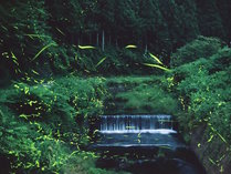 【津和野川】清らかな水が生んだ天然のゲンジボタル（一例）