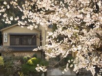 松川沿いの桜 写真