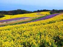 黄色の菜の花で彩られる春の「あわじ花さじき」