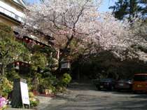 当館横に咲く「山桜」