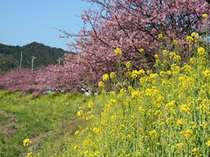 下賀茂　道の駅　湯の花付近の桜２月３月頃