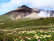 【夏】高山植物が咲き誇る7月の旭岳