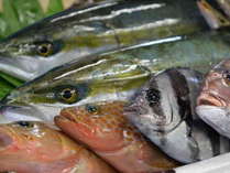 天然の活けすとも言われる 富山湾の朝採れ魚