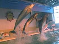 ホテルのすぐ下にあるおたる水族館ではイルカのショーもお楽しみ頂けます。