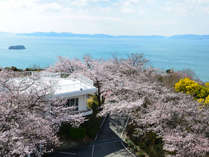 ホテルから望む桜景色