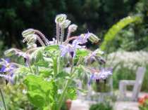 お庭に植えられたハーブは館内での生け花やお料理に利用します。