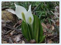 雪解けと共に顔を出す、可憐な水芭蕉♪