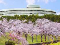 ザ・プリンス 京都宝ヶ池周辺の桜 