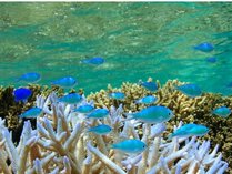 【シギラビーチ（リゾート内）】海中には鮮やかな熱帯魚や珊瑚の世界が広がっています。