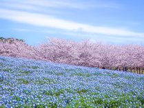 海の中道海浜公園：春には、国内最大規模に一面に拡がるネモフィラと桜の共演をお楽しみいただけます