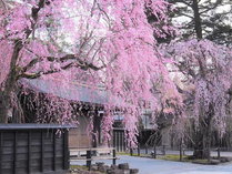 桜シーズンの角館武家屋敷