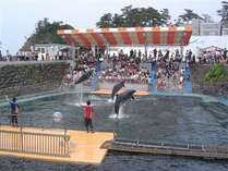 ≪松島水族館≫バンドウイルカたちによる楽しいイルカショー！見事なジャンプもお楽しみに！