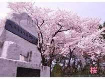 八戸の春～お泊まりの日が桜の見頃でありますよう★