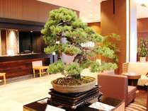 盆栽のまち「大宮」を代表する当ホテルでは、ロビーに週替わりで盆栽の展示も。画像は五葉松