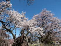 北杜市神代桜、高遠コヒガンザクラ、松本城・上田城・高島城の桜、蓼科の桜etc3月下～4月下旬で楽しめます
