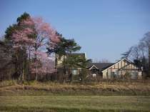 満開の山桜、春のエールです