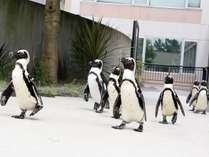 【ふれあいラグーン】ペンギンたちが皆さまの目の前をパレード！