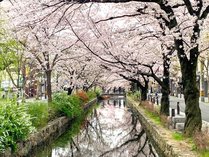 京都で桜を見る幸せ・・・