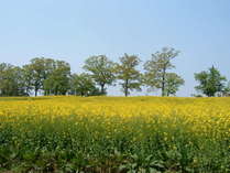 飯山の菜の花（4月下旬～5月上旬）ホテルより車で40分