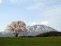 春の小岩井農場。一本桜と岩手山、一本桜はNHKどんと晴れですっかり有名に。