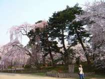 枝垂桜もまた趣がある桜の一種です。