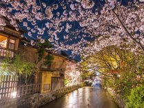 祇園白川　巽橋の桜