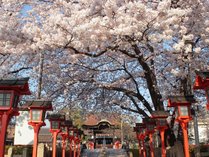 京都　六孫王神社の桜