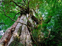 【縄文杉】神秘の島☆彡屋久島☆彡樹齢7200年といわれる縄文杉は圧巻☆彡