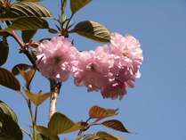 境内の桜（４月中旬～下旬）
