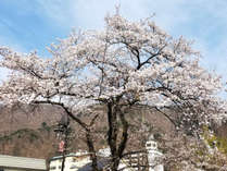 ホテル周辺の桜(3)
