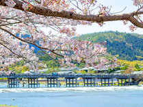 桂川に掛かる京都を代表する景勝地「渡月橋」満開桜