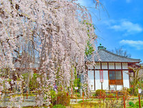 樹齢90年、京都「本満寺しだれ桜」
