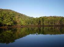 仲間川。日本最大規模のマングローブ林を持つ川で、その眺めはアマゾンのジャングルを連想させます。