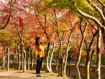 ■丸岡城■紅葉シーズンは丸岡城へお出かけ♪