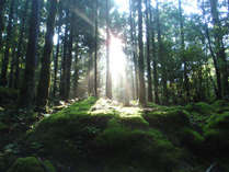 【森の木漏れ日】美しい苔の森に出会えます・・・