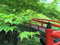 美しい緑に朱色のコントラストが見事な河鹿橋。宿から歩いて行ける人気の観光スポットです。