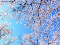 桜の季節。春の心地よい風に誘われて、お花見へお出かけしませんか？