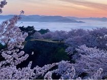 【春の桜と雲海】