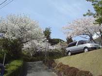 庭先の桜 写真
