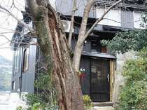 桜の古木と宿入口