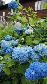 G߂̕ւ@20.Jul