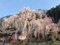 身延山に咲き誇る樹齢400年のしだれ桜。圧巻の風景です。カメラ片手にぜひお出かけください。