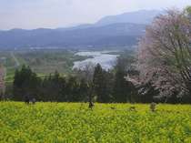 千曲川を見下ろせる菜の花公園には車で20分。見ごろは4月中旬から5月中旬まで。