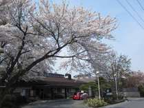 桜が咲く頃のまきば温泉 写真